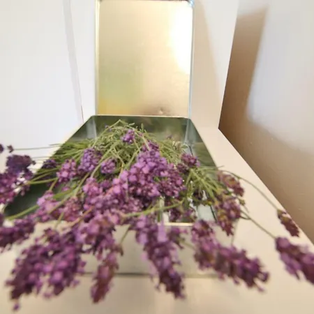 Rosemary Rogoznica (Sibenik-Knin)